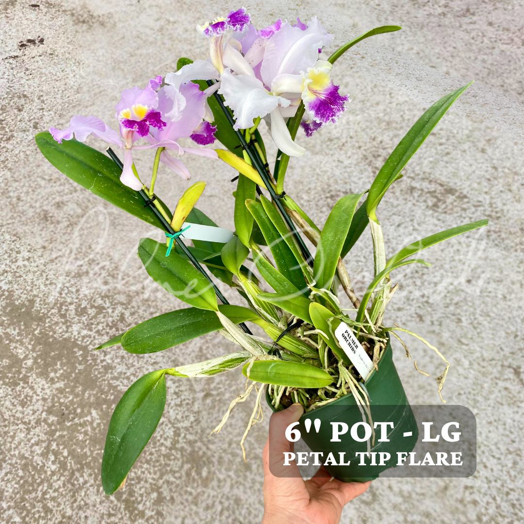 洋蘭 原種 カトレア C. lueddemanniana rubra 当園実生紹介－#5850 洋蘭原種カトレヤC lueddemanniana coerulea 洋蘭